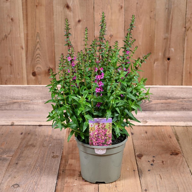 Lythrum Robin 3L