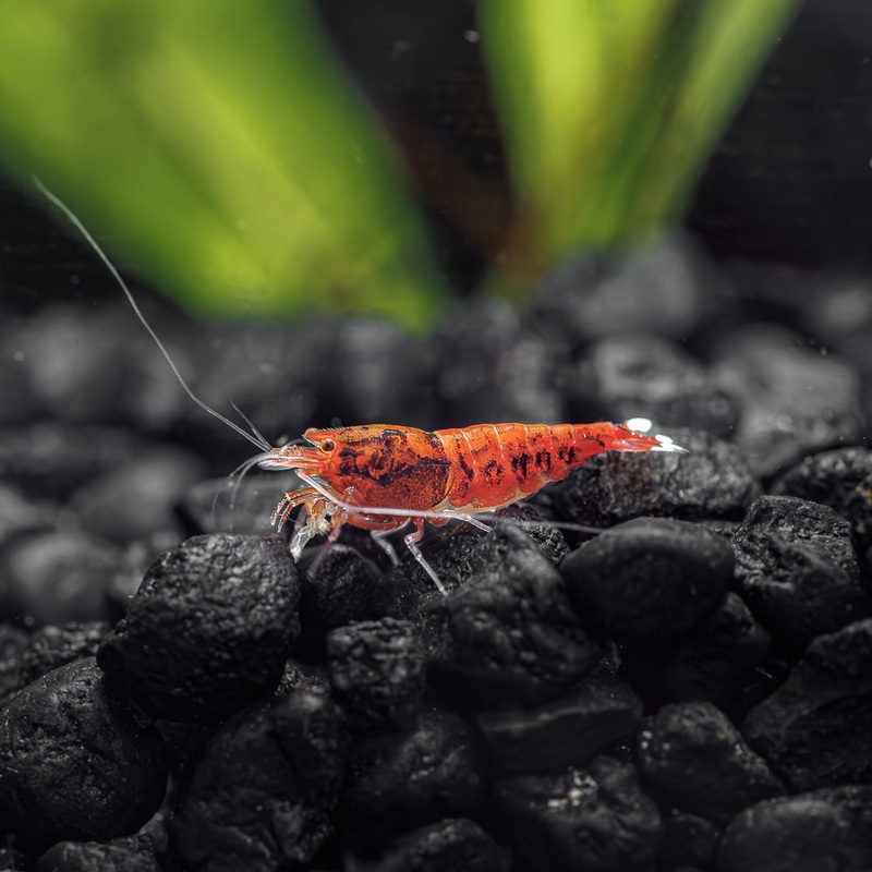 Red King Kong Extreme|Imported