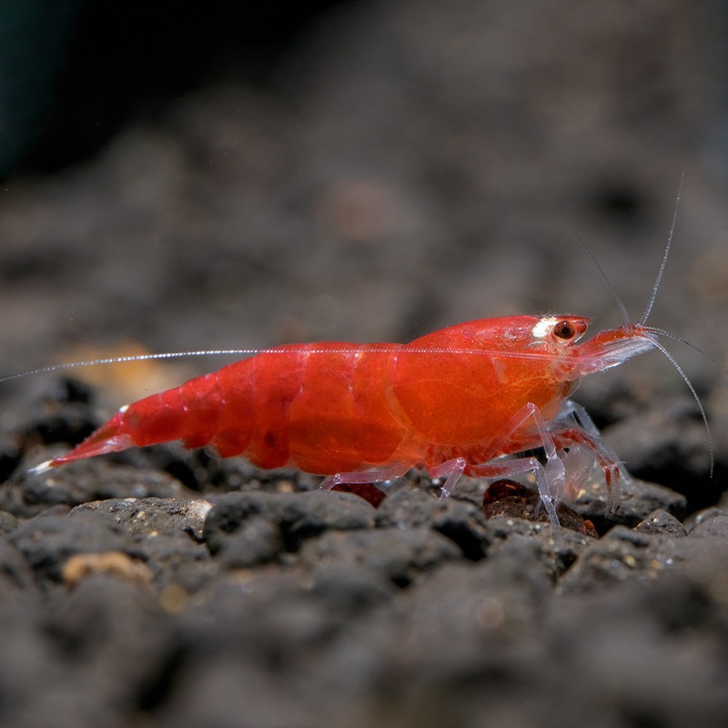 Santa Crystal Red Shrimp|Imported|1 Shrimp