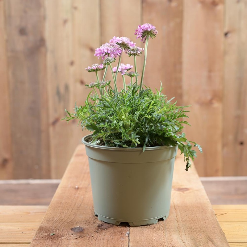 Scabious Pink Mist (Protected) 1.5L