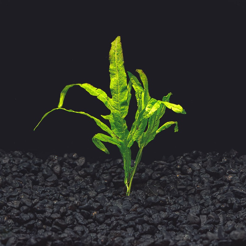 Trident Java Fern