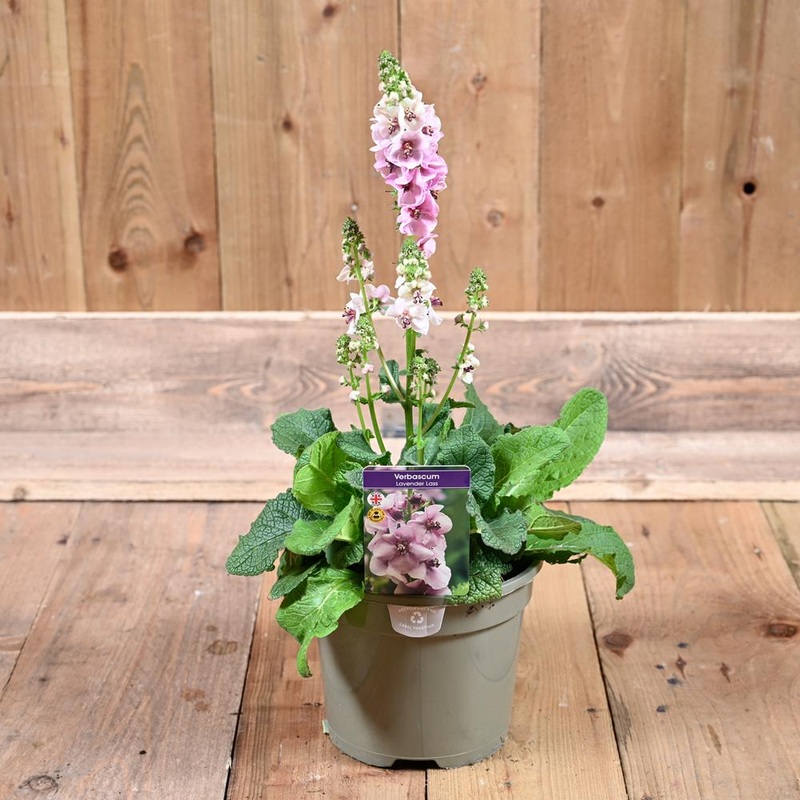 Verbascum Lavender Lass 3L