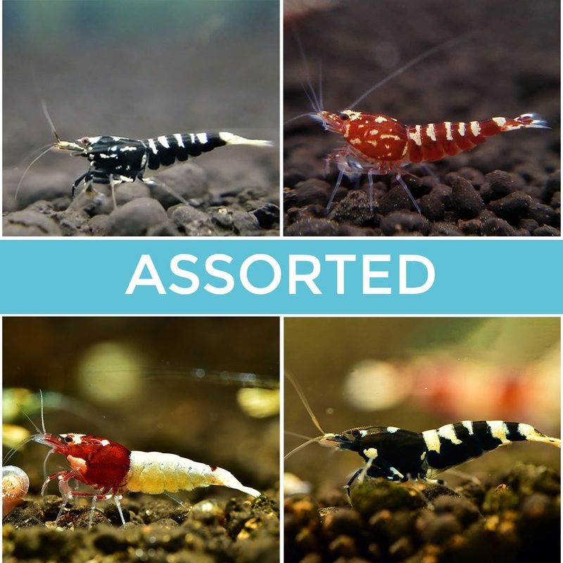 10 Assorted Pinto Shrimp|Imported
