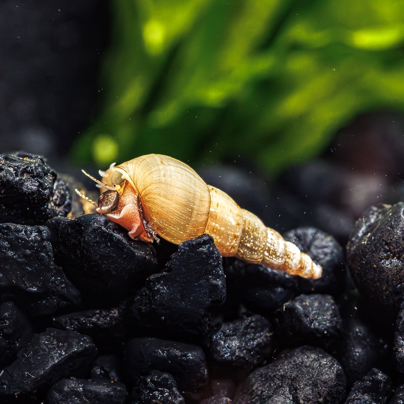 10 Malaysian Trumpet Snails|USA Bred|10 Pack