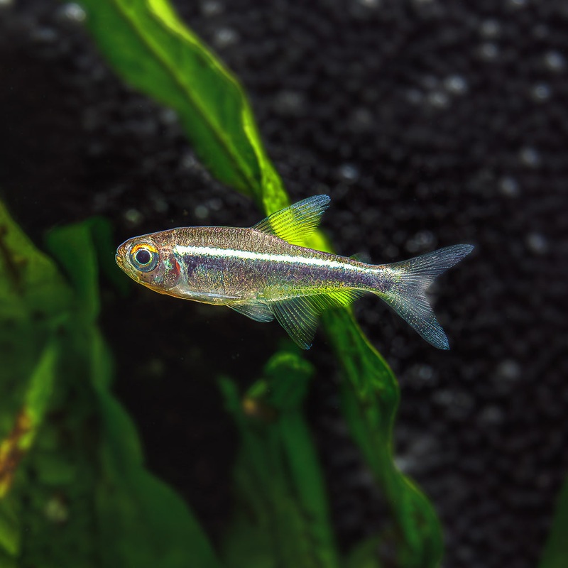 Black Neon Tetra | Hyphessobrycon Herbertaxelrodi