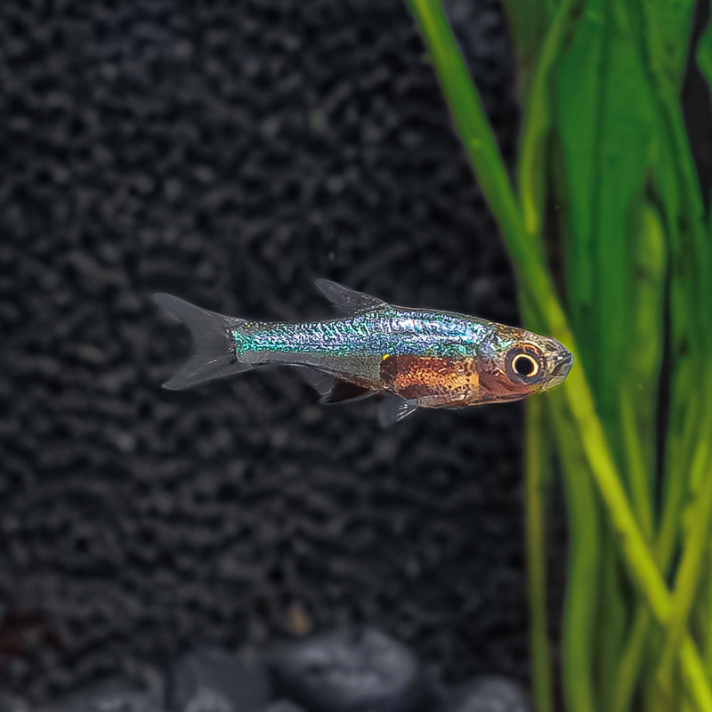 Blue Axelrodi Rasbora | Sundadanioaxelrodi