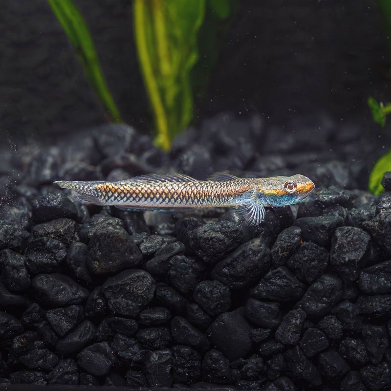 Blue Neon Stiphodon Goby (Male)