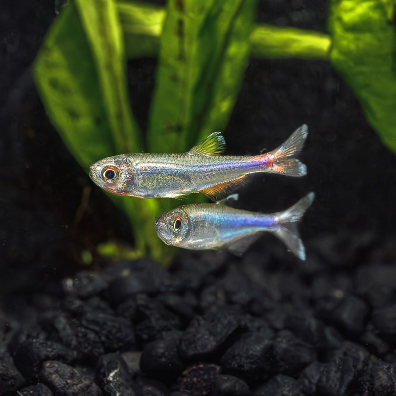 Blue Tetra | Boehlkea Fredcochui