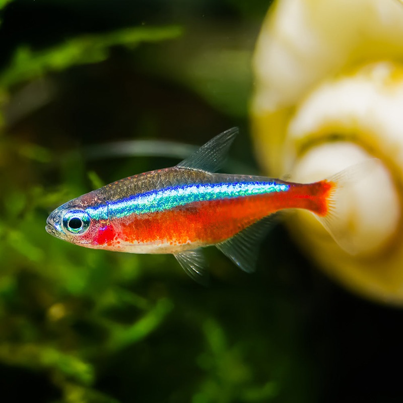 Cardinal Tetra | Paracheirodon Axelrodi
