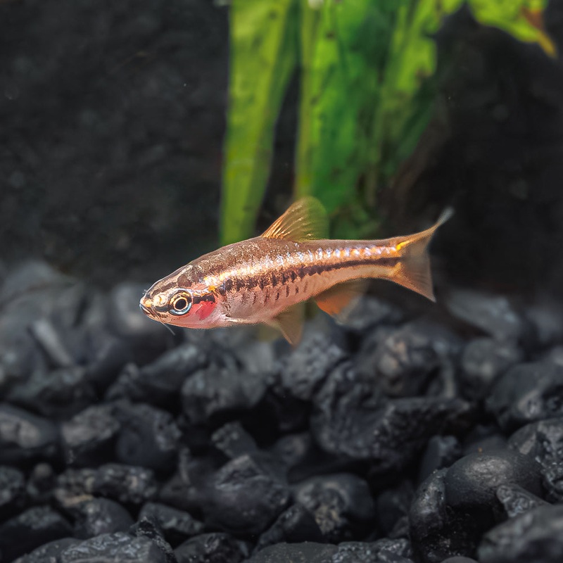 Cherry Barb|Imported|1 Fish