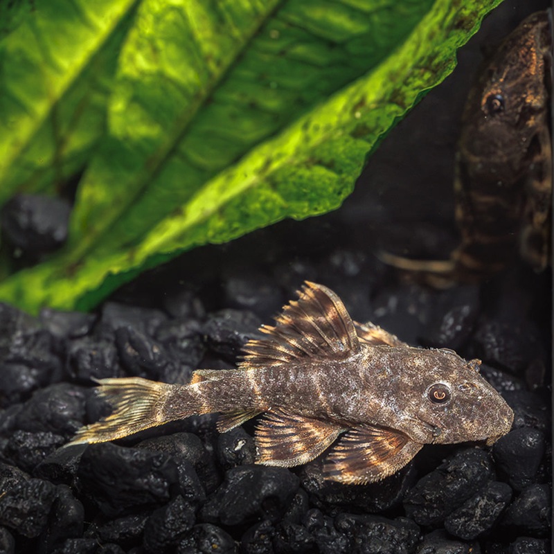 Clown Pleco L104|Imported|1 Fish