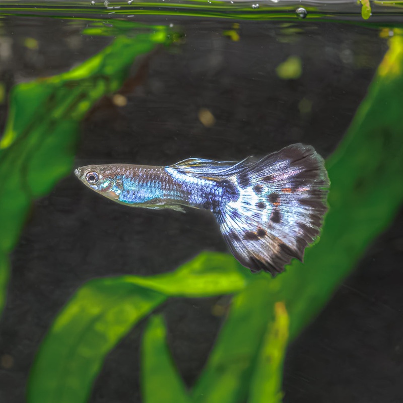 Dumbo-Ear Purple Mosaic Guppy | Poecilia Reticulata