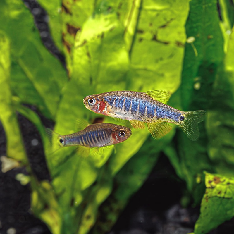 Dwarf Emerald Rasbora | Danio Erythromicron