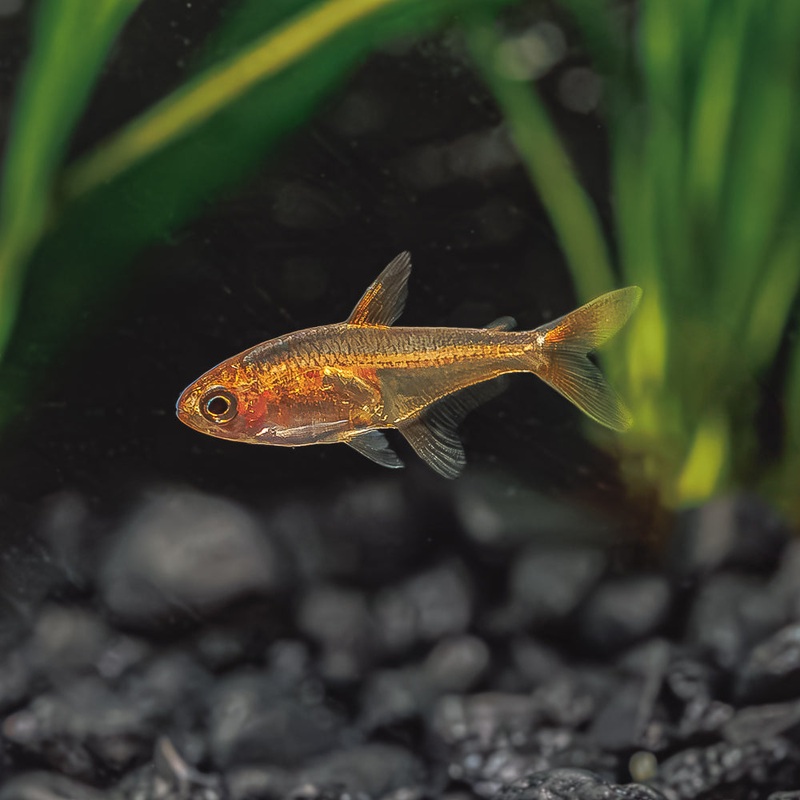 Ember Tetra | Hyphessobrycon Amandae
