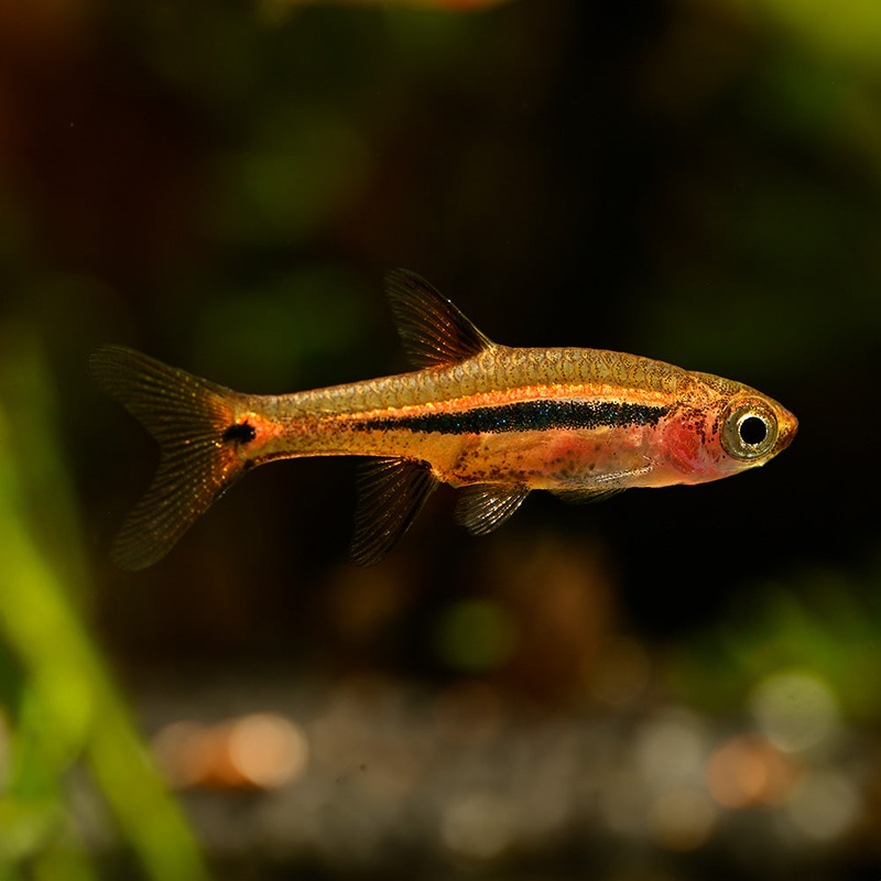 Exclamation Point Rasbora | Boraras urophthalmoides