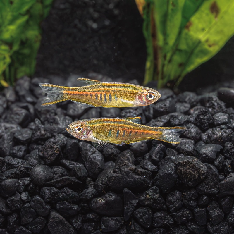 Glolight Danio | Danio Choprae