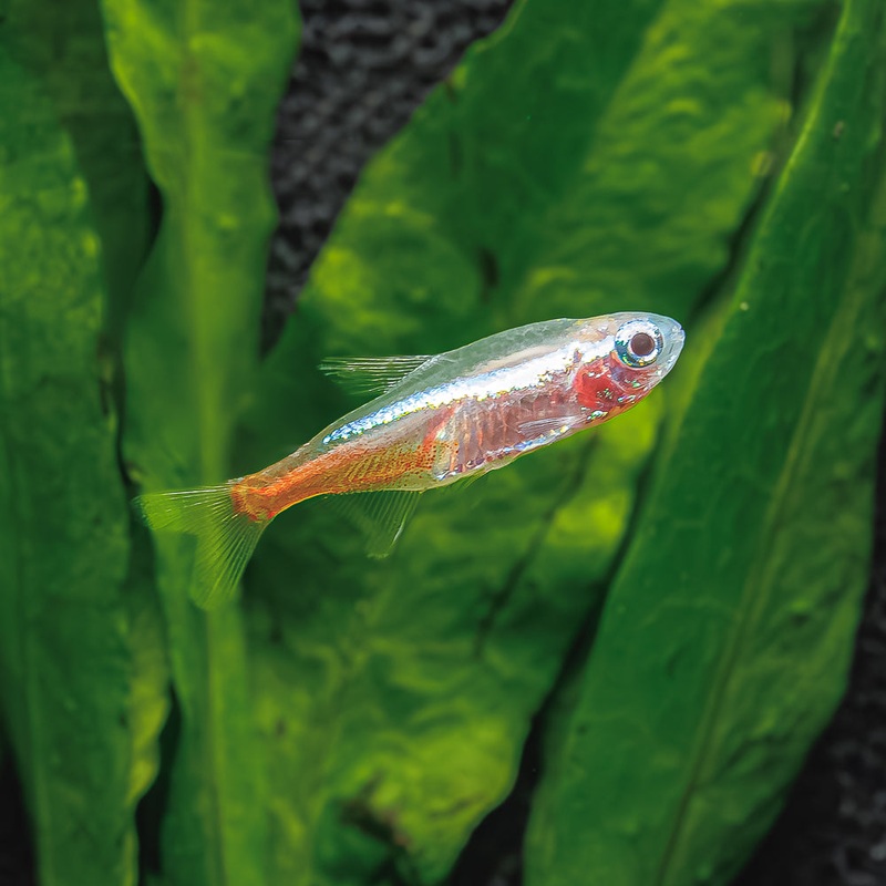 Gold Neon Tetra|Imported|1 Fish
