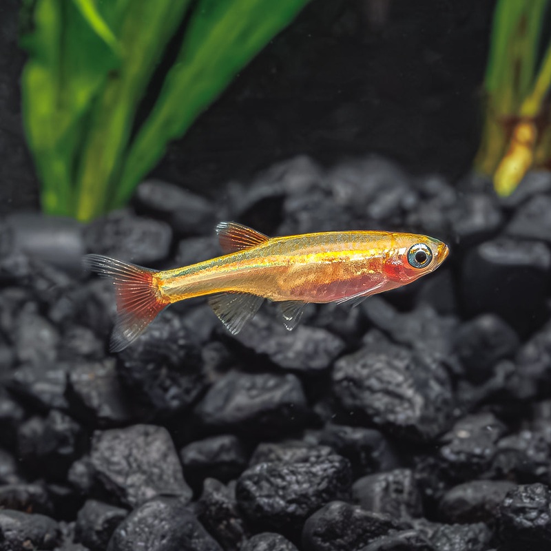 Gold White Cloud Minnow|Imported|1 Fish