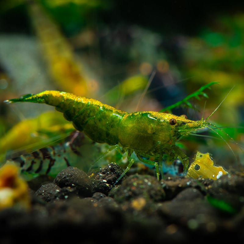 Green Jade Shrimp|5 Pack|10 Pack|Imported