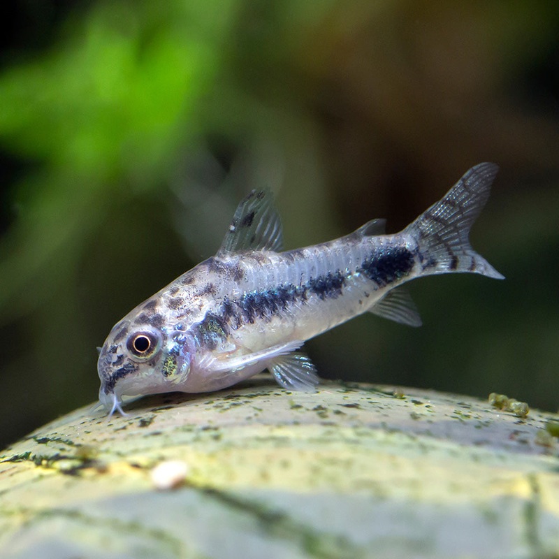 Habrosus Corydoras|Imported|1 Fish