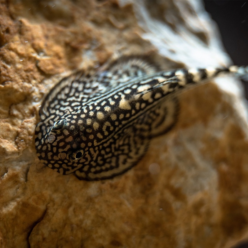 Hillstream Loach | Reticulated Hillstream Loach
