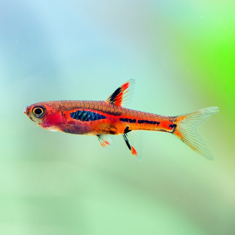 Merah Rasbora|Imported|1 Fish