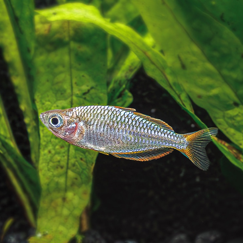 Neon Dwarf Rainbowfish | Melanotaenia praecoxis