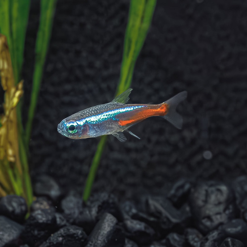 Neon Tetra | Paracheirodon innesi