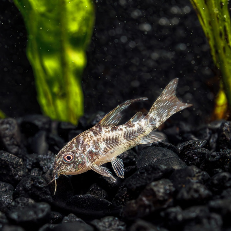 Peppered Cory | Corydoras Paleatus