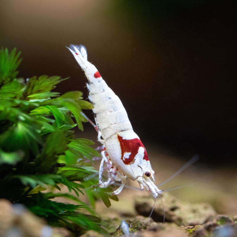 Pure Red Line Shrimp|Imported|1 Shrimp
