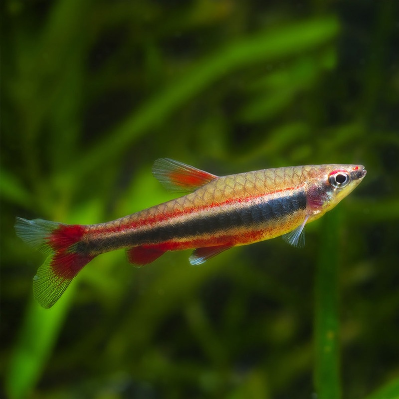 Red Pencil Fish | Nanastomus Beckfordi
