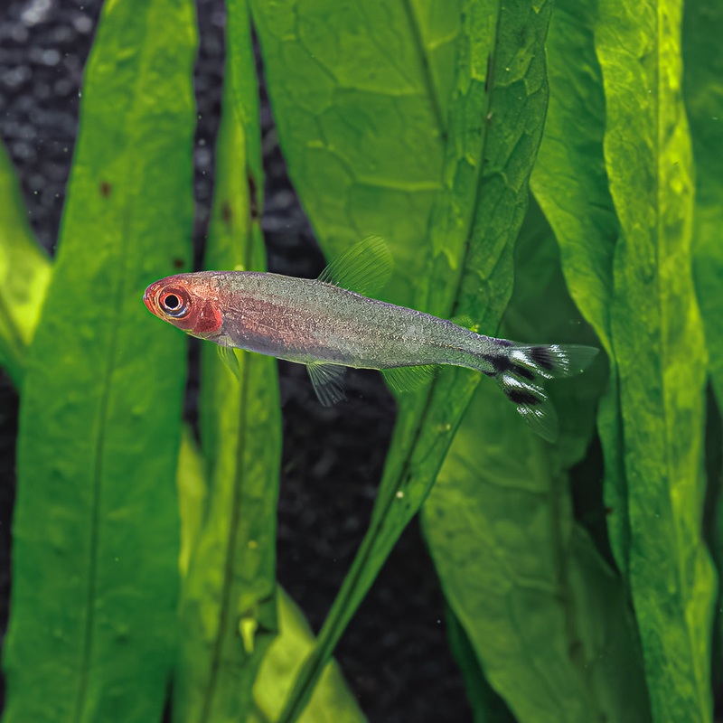 Rummy Nose Tetra|Imported|1 Fish