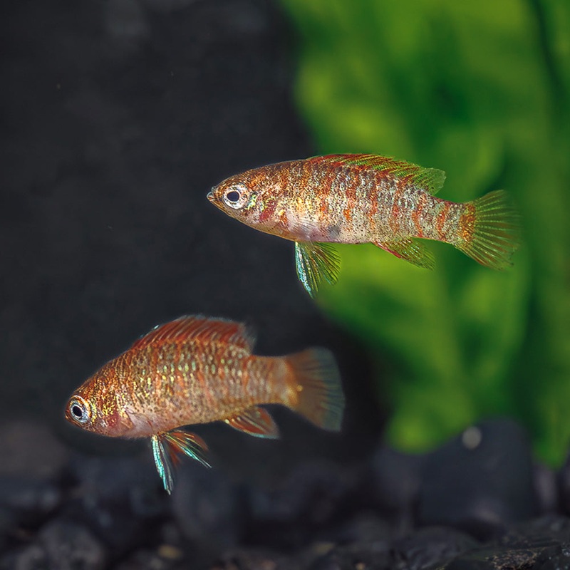Scarlet Badis | Dario dario|Imported|1 Fish
