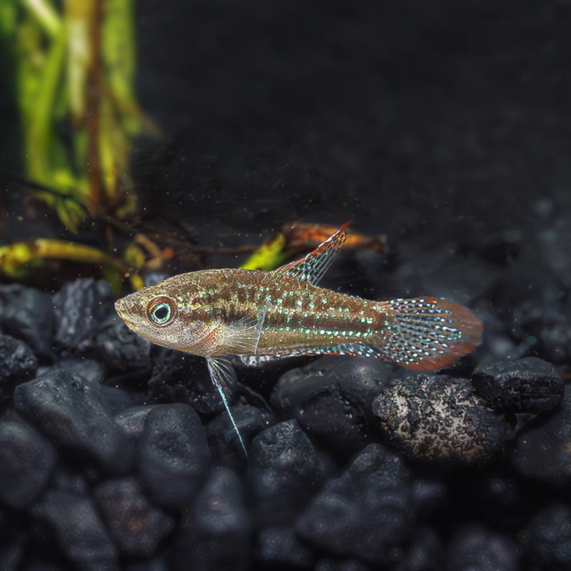 Sparkling Gourami|Imported|1 Fish