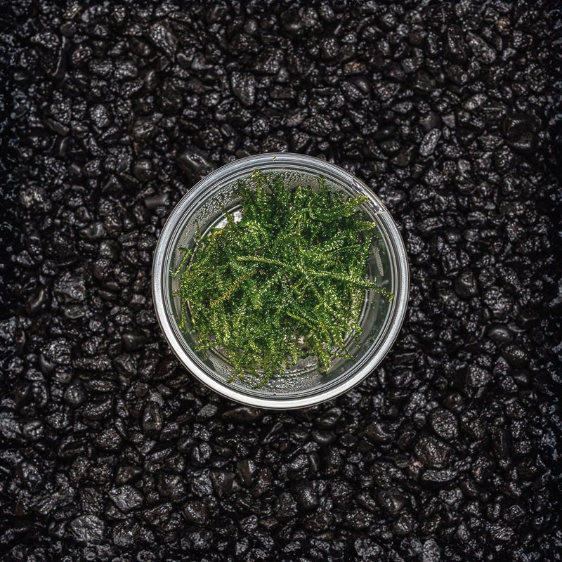 Taiwan Moss|Cup Portion