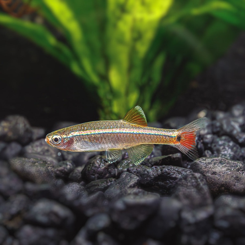 White Cloud Minnow|Imported|1 Fish