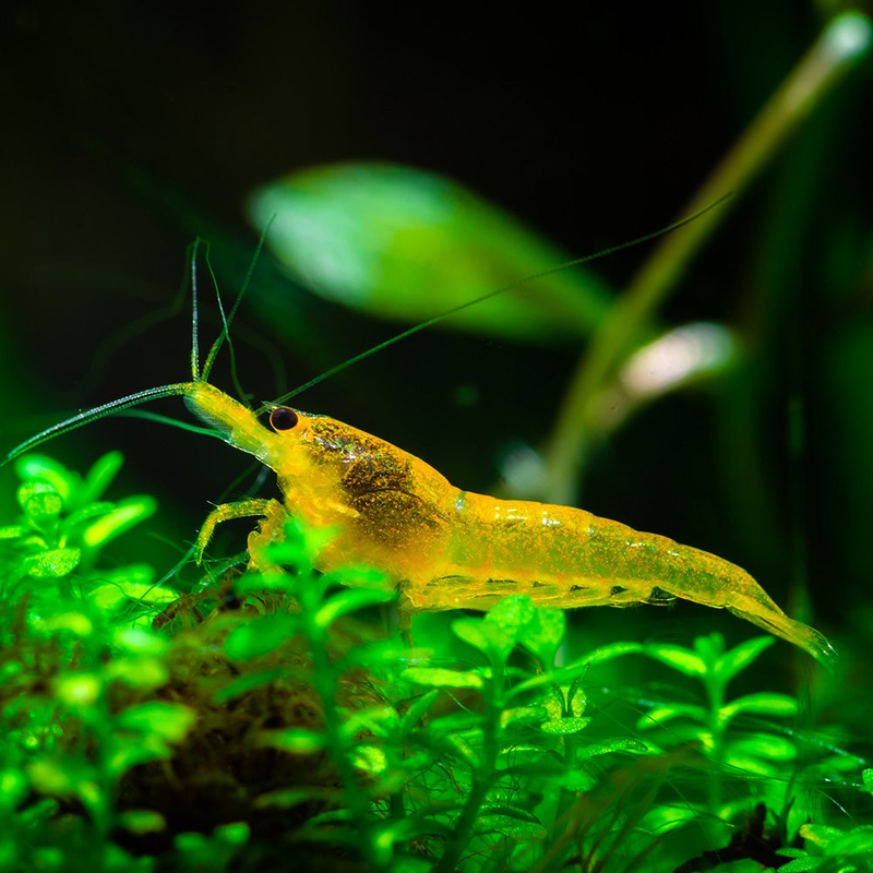 Yellow Neocaridina Shrimp|5 Pack|10 Pack|Imported