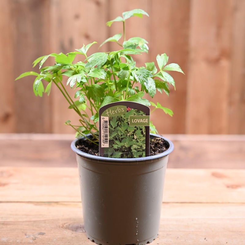 Lovage Levisticum 1L