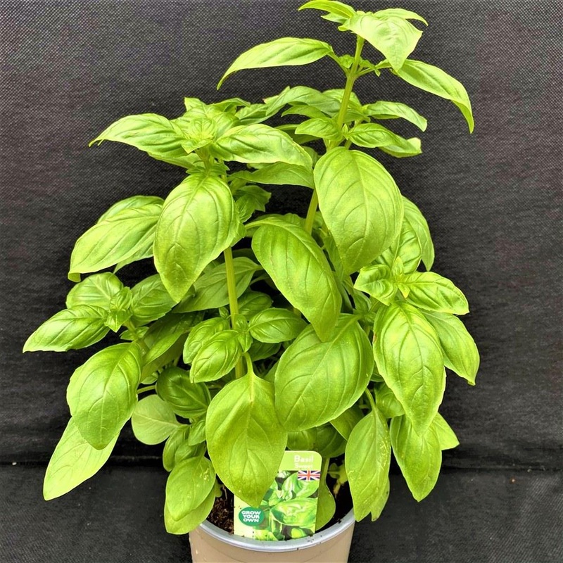 Basil Sweet – Ocimum Basilicum 1L