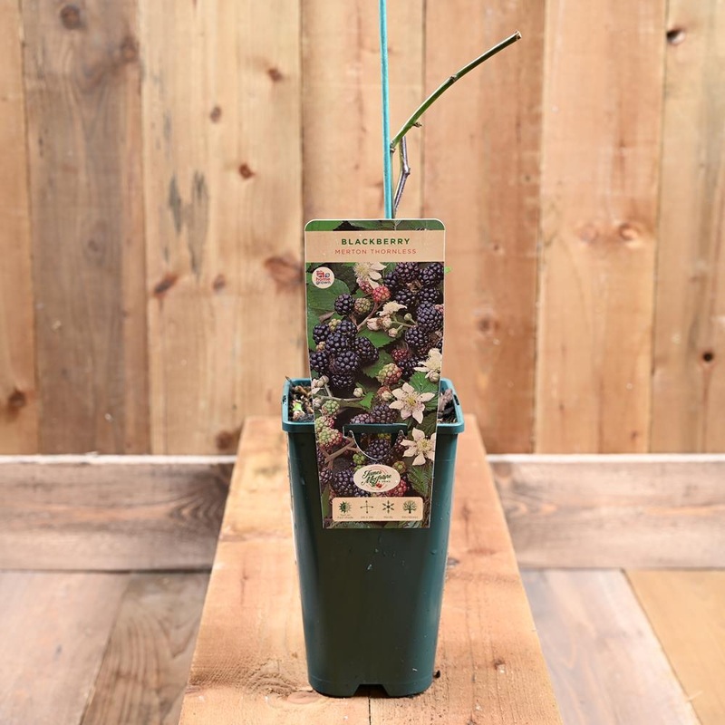 Blackberry Merton Thornless 3L