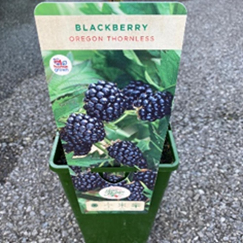 Blackberry Oregon Thornless 3L