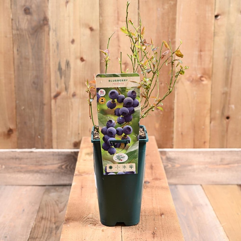 Blueberry Brigitta 3L