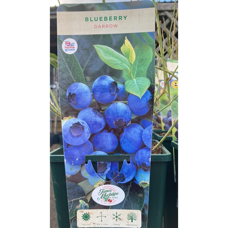 Blueberry Darrow 3L