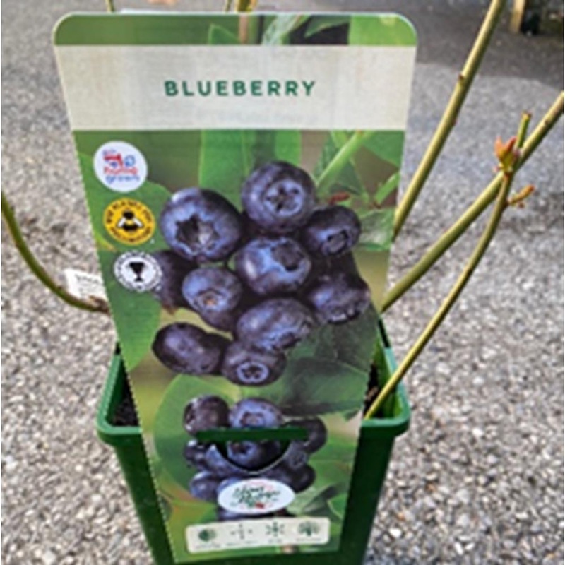 Blueberry Duke 3L