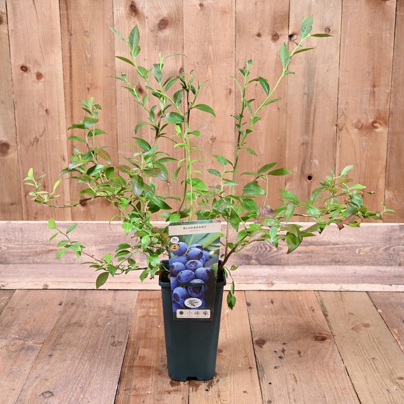 Blueberry Jersey 3L