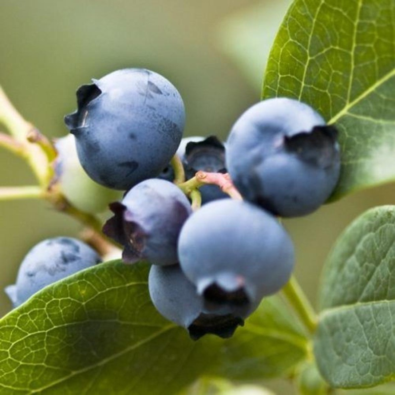 Blueberry Patriot 3L