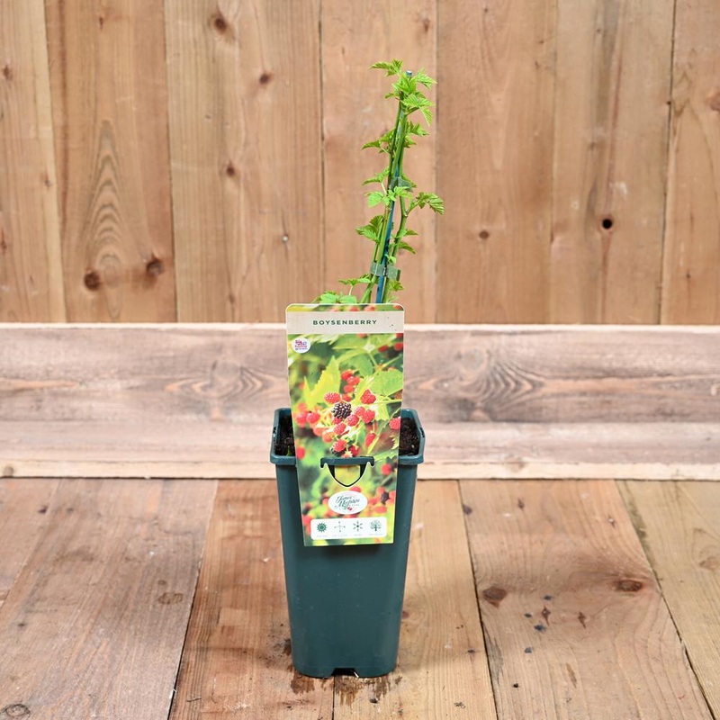 Boysenberry 3L