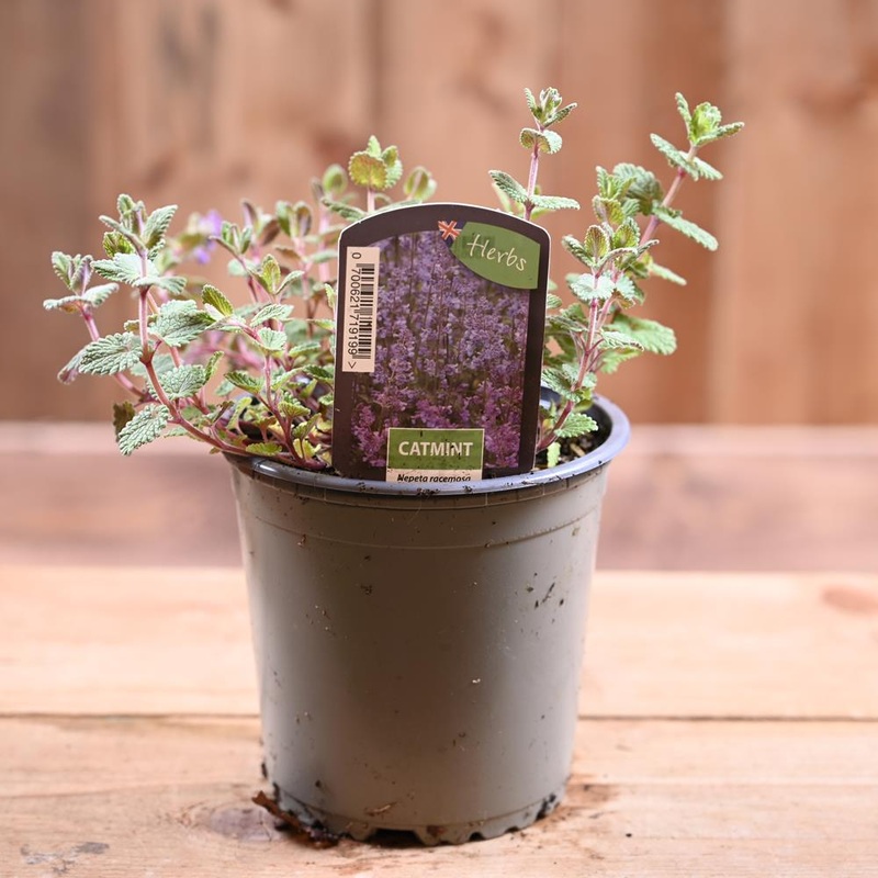 Catmint – Nepeta Racemosa   1L