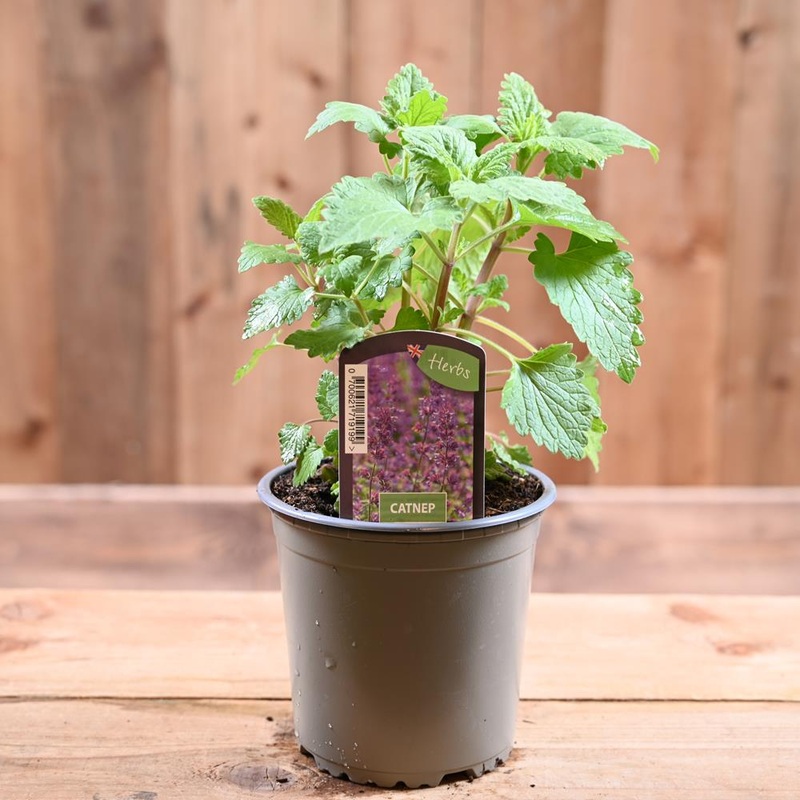 Catnip – Nepeta Cataria  1L