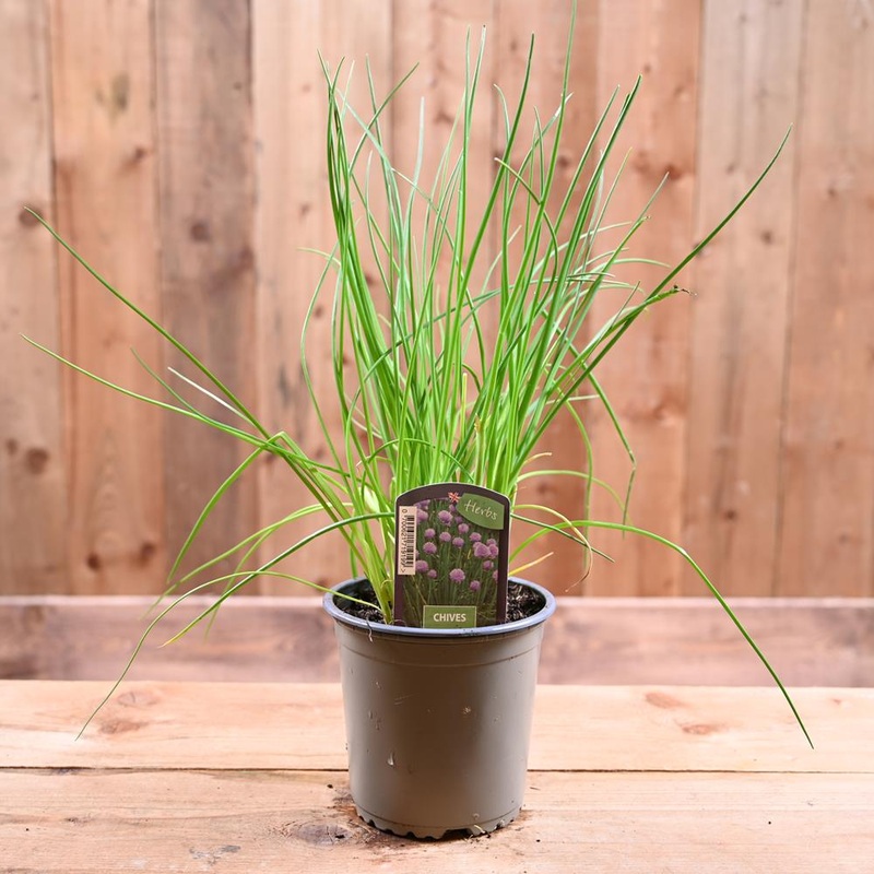 Chives – Allium Schoenoprasum   1L